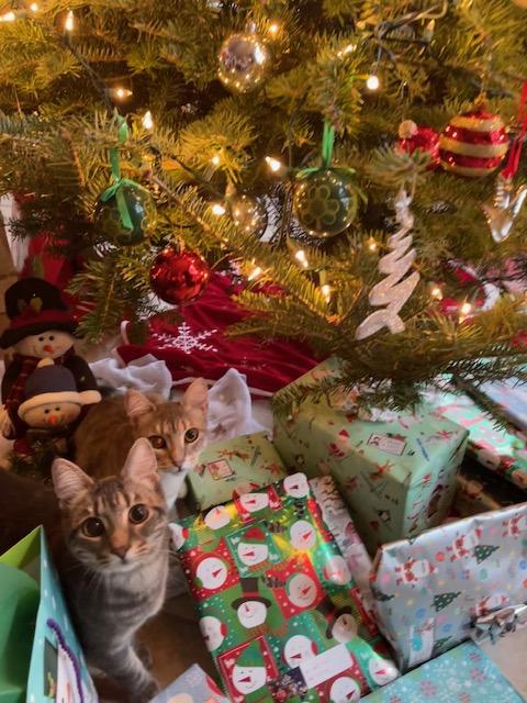 Enlarge Biscuit & Tibidou, a ADOPTABLE Domestic Short Hair in Wakefield, QC image 2/6