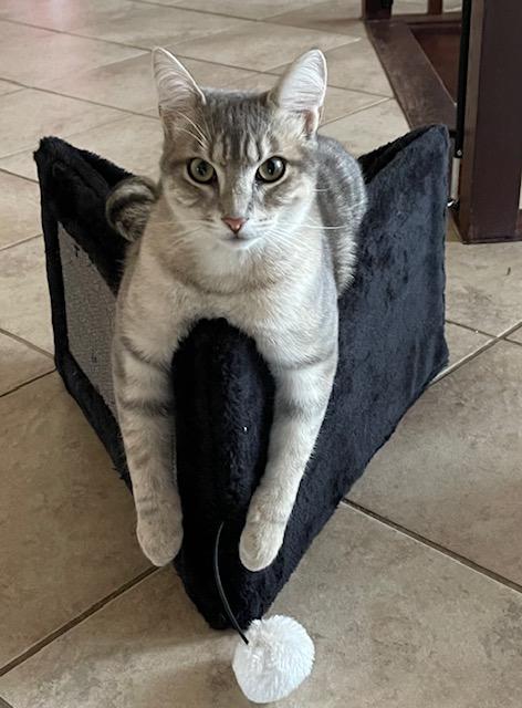 Enlarge Biscuit & Tibidou, a ADOPTABLE Domestic Short Hair in Wakefield, QC image 5/6