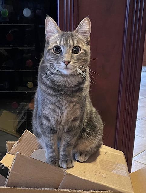 Enlarge Biscuit & Tibidou, a ADOPTABLE Domestic Short Hair in Wakefield, QC image 6/6