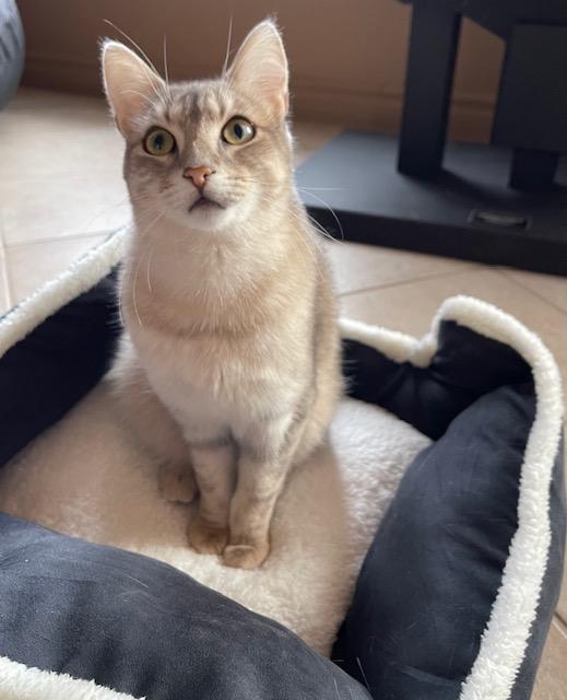 Enlarge Biscuit & Tibidou, a ADOPTABLE Domestic Short Hair in Wakefield, QC image 4/6