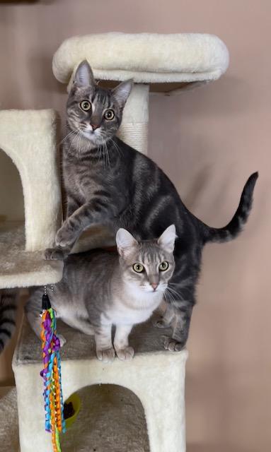 Enlarge Biscuit & Tibidou, a ADOPTABLE Domestic Short Hair in Wakefield, QC image 1/6