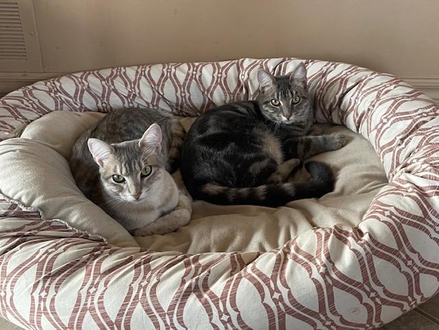 Enlarge Biscuit & Tibidou, a ADOPTABLE Domestic Short Hair in Wakefield, QC image 3/6