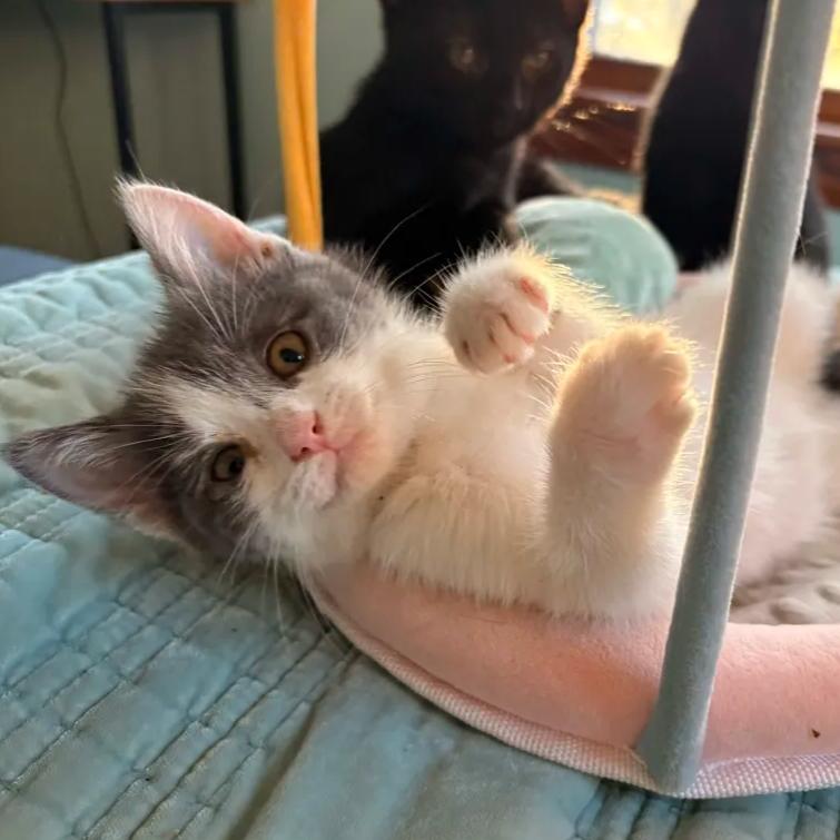 Prismatic Shard, Adoptable, Kitten Female Domestic Short Hair.