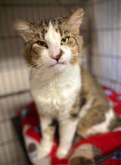 Cinco, Adoptable, Adult Male Domestic Long Hair.
