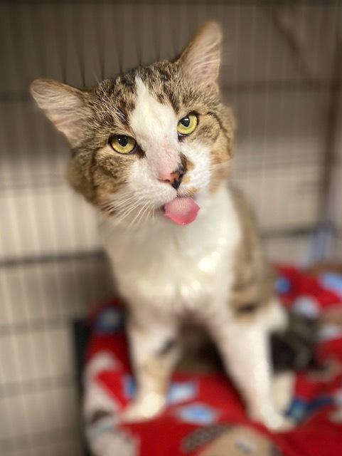 Enlarge Cinco, a Adoptable Domestic Long Hair in Duxbury, MA image 2/2