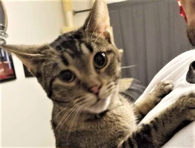 Frappe, a Adoptable Domestic Short Hair in Whiting, IN image 1/4