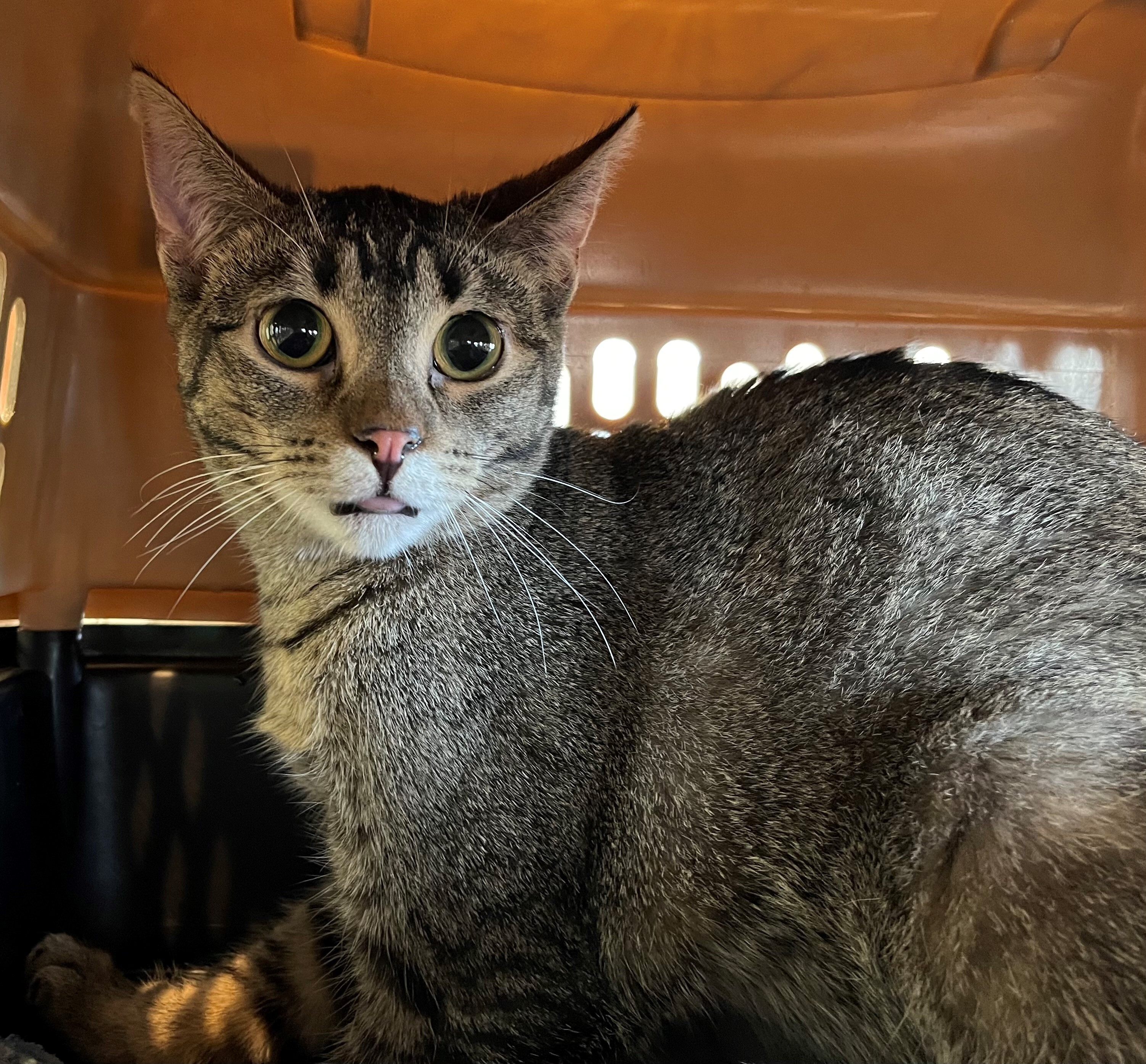 Frappe, a Adoptable Domestic Short Hair in Whiting, IN image 2/4