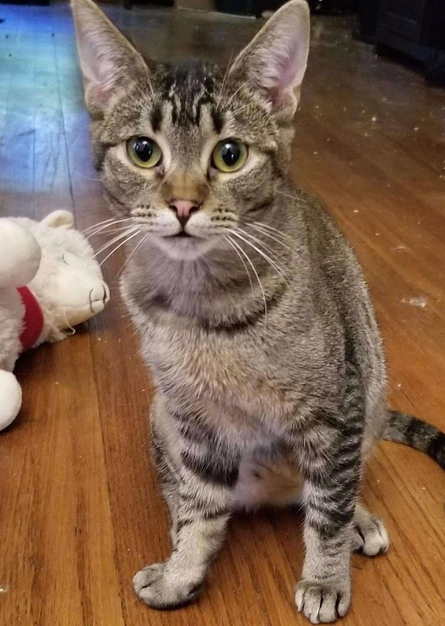 Frappe, a Adoptable Domestic Short Hair in Whiting, IN image 3/4