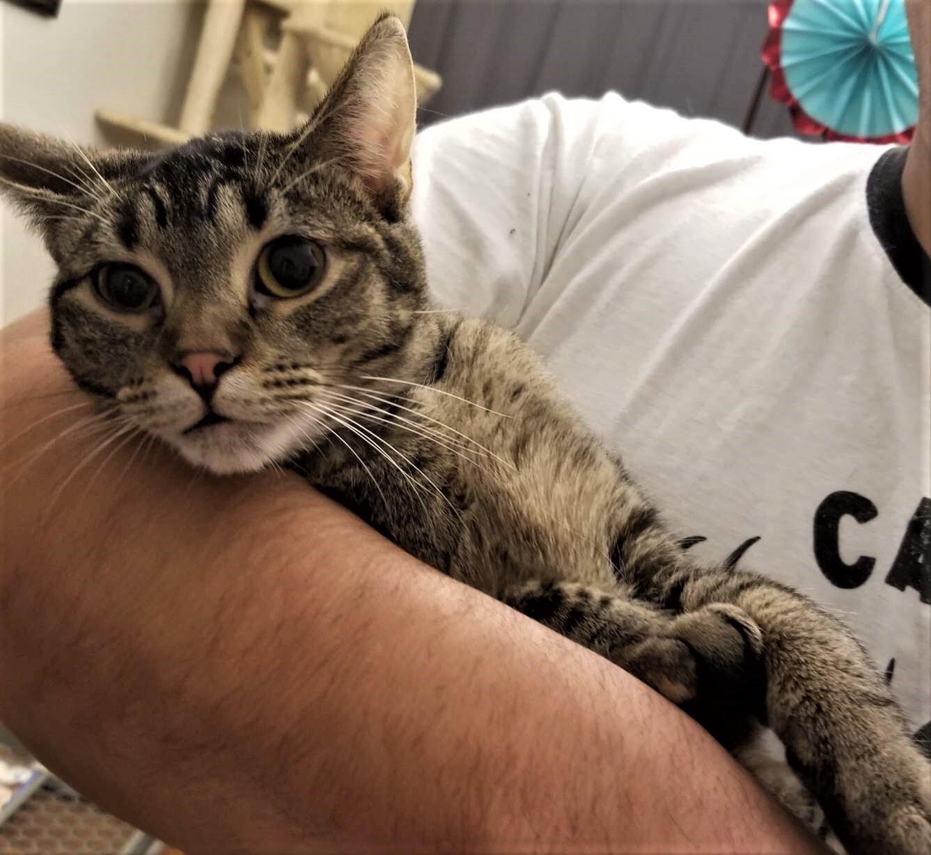 Frappe, a Adoptable Domestic Short Hair in Whiting, IN image 4/4