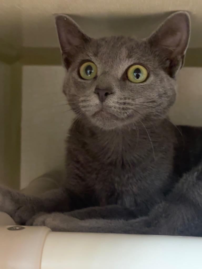 Doodle, Adoptable, Young Male Domestic Short Hair.