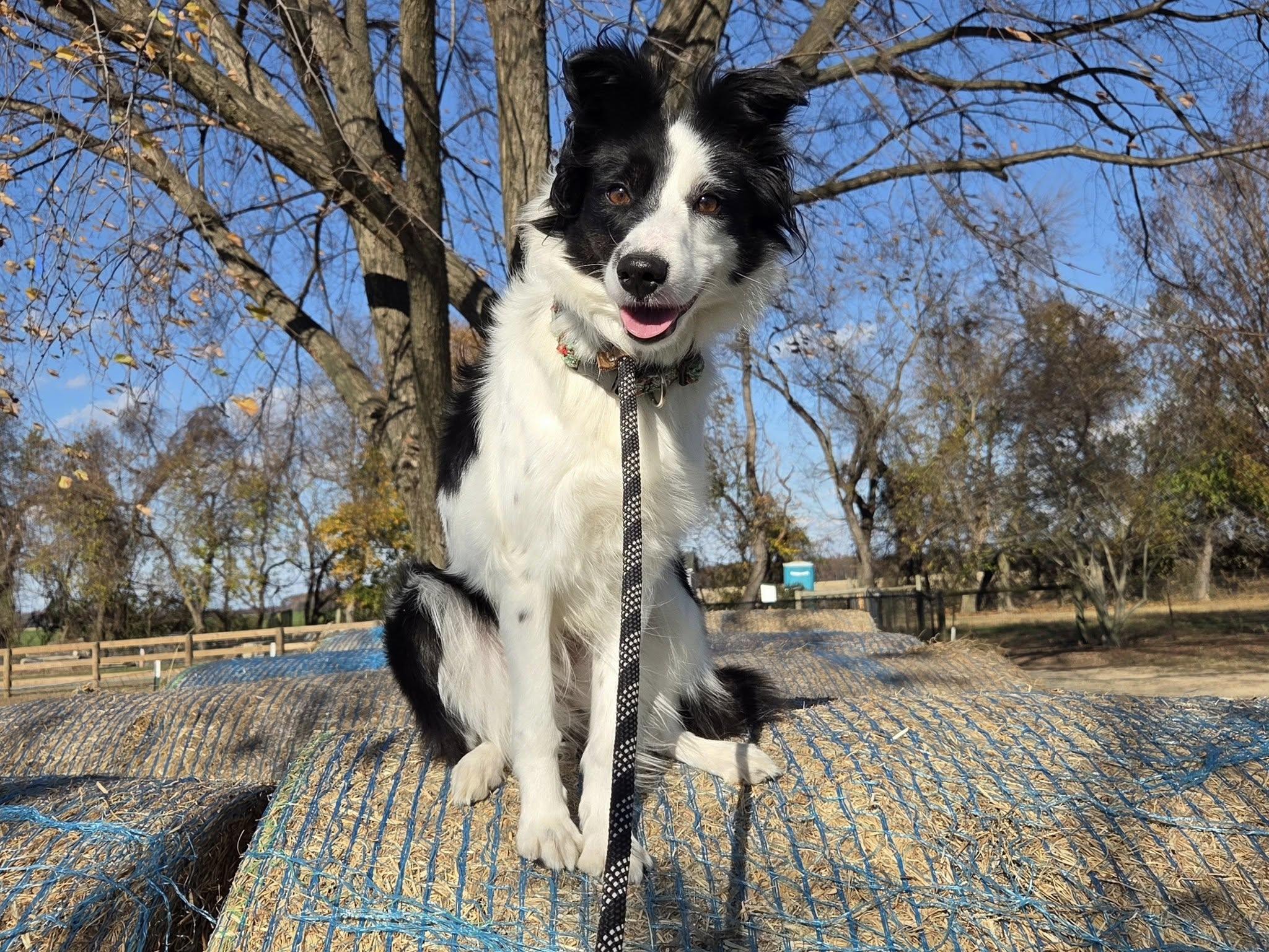 Enlarge Rose, a Adoptable Border Collie in Chestertown, MD image 1/1