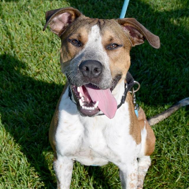 Enlarge JAKE, a Adoptable mixed breed in St. Louis, MO image 1/1