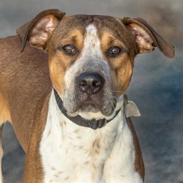 JAKE, Adoptable, Young Male Australian Cattle Dog / Blue Heeler & Mixed Breed.