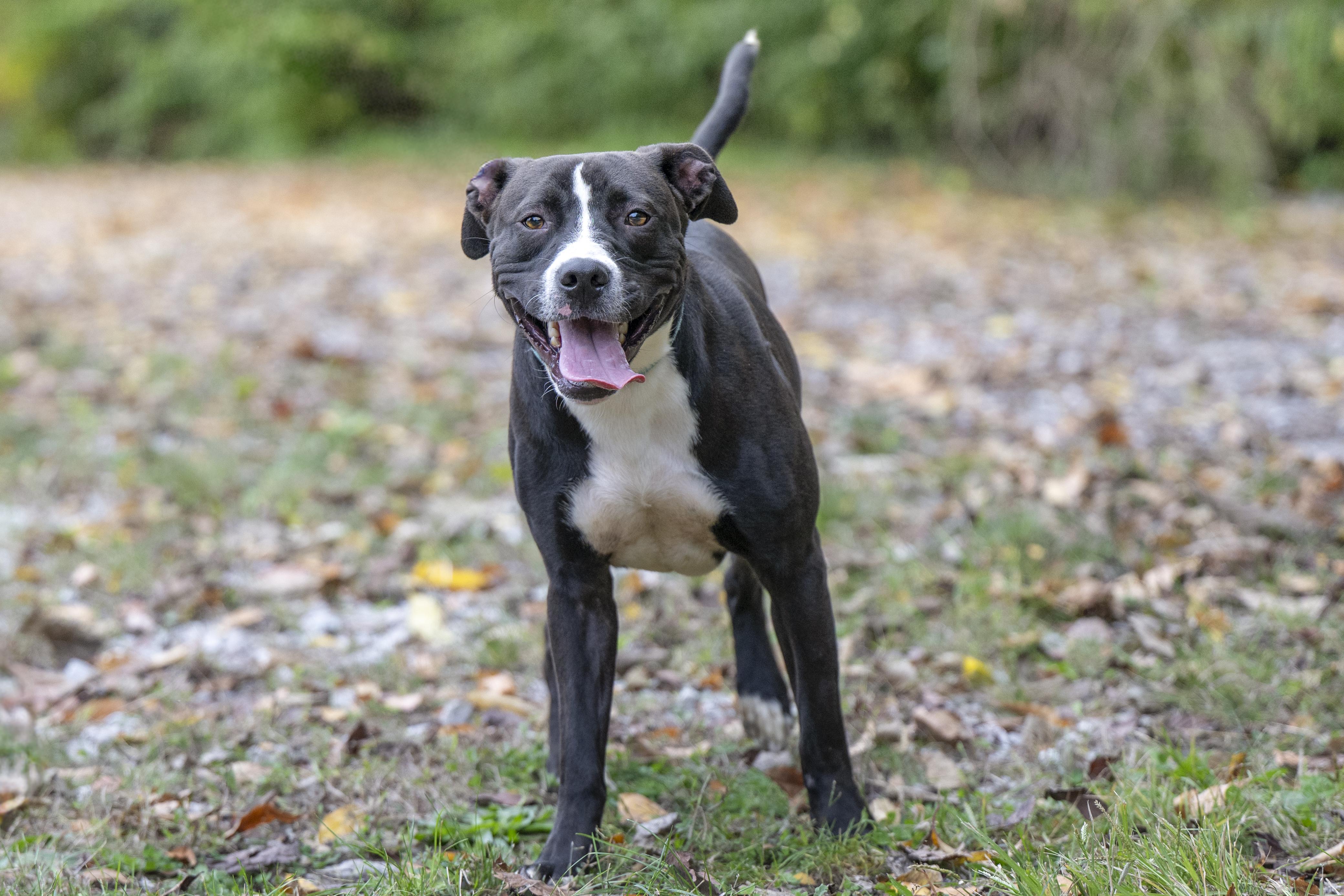 Oxford, Adoptable, Adult Male Black Labrador Retriever.