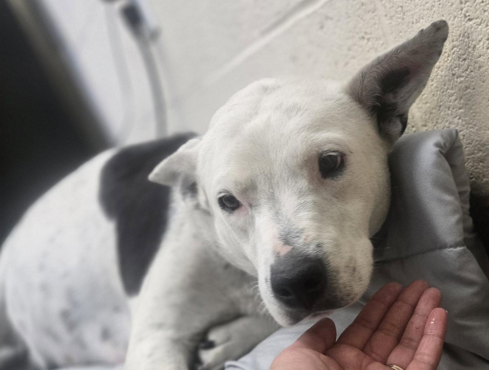 Agetha, Adoptable, Adult Female Pit Bull Terrier.