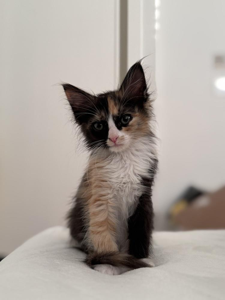 Sally, a Adopted Domestic Medium Hair in Tucson, AZ image 1/4