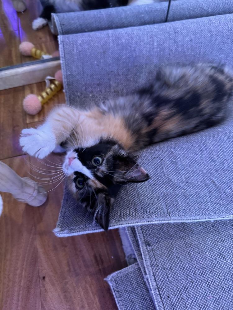 Sally, a Adopted Domestic Medium Hair in Tucson, AZ image 2/4