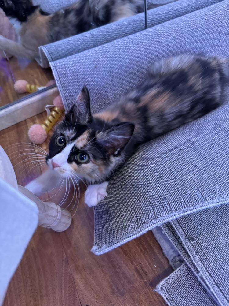 Sally, a Adopted Domestic Medium Hair in Tucson, AZ image 3/4