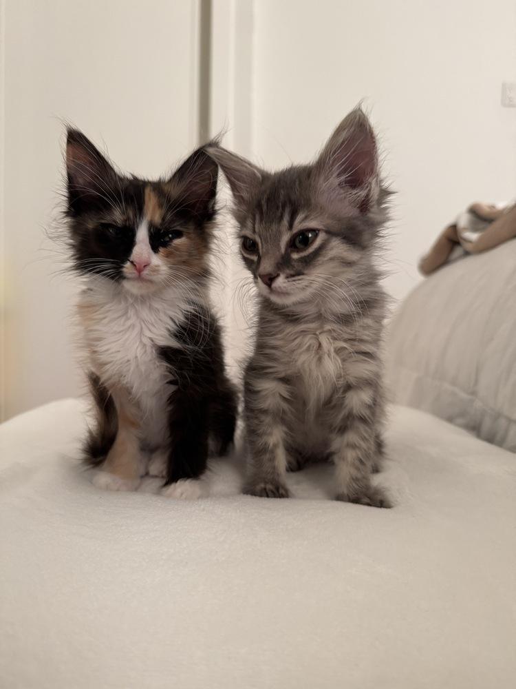 Sally, Adopted, Kitten Female Domestic Medium Hair.