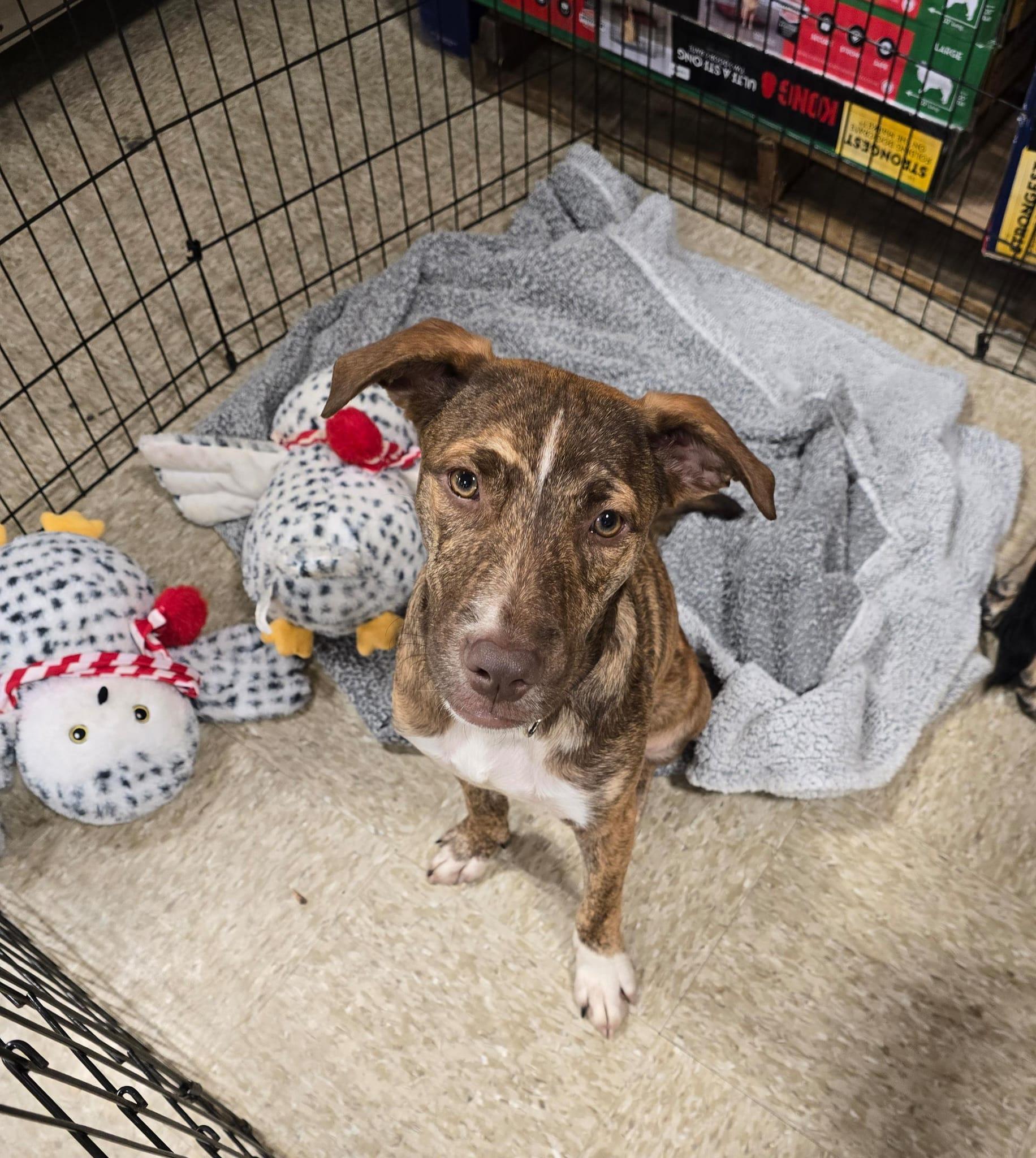 Uno, ADOPTABLE, Young Male American Staffordshire Terrier & Catahoula Leopard Dog.