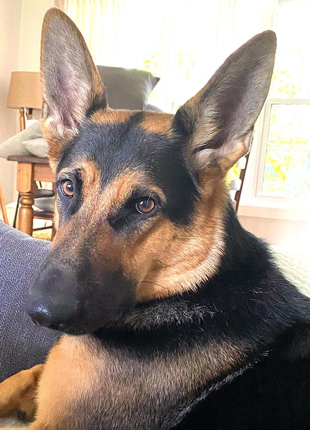 KELLY, a Adoptable German Shepherd Dog in Montreal, QC image 1/5