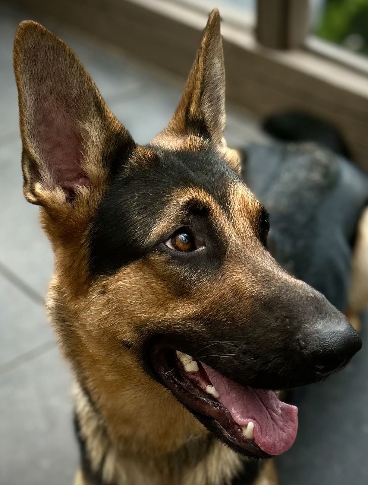 KELLY, a Adoptable German Shepherd Dog in Montreal, QC image 3/5