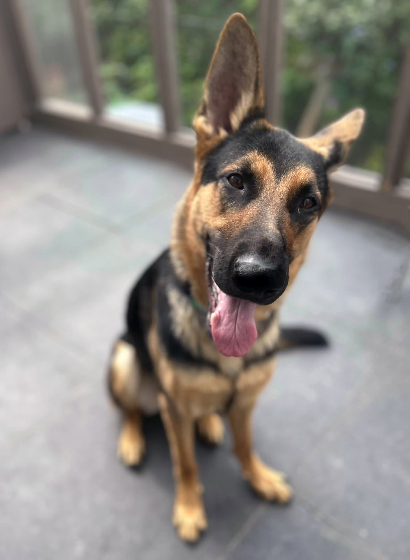 KELLY, a Adoptable German Shepherd Dog in Montreal, QC image 2/5