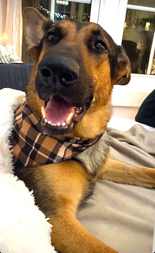 KELLY, a Adoptable German Shepherd Dog in Montreal, QC image 5/5