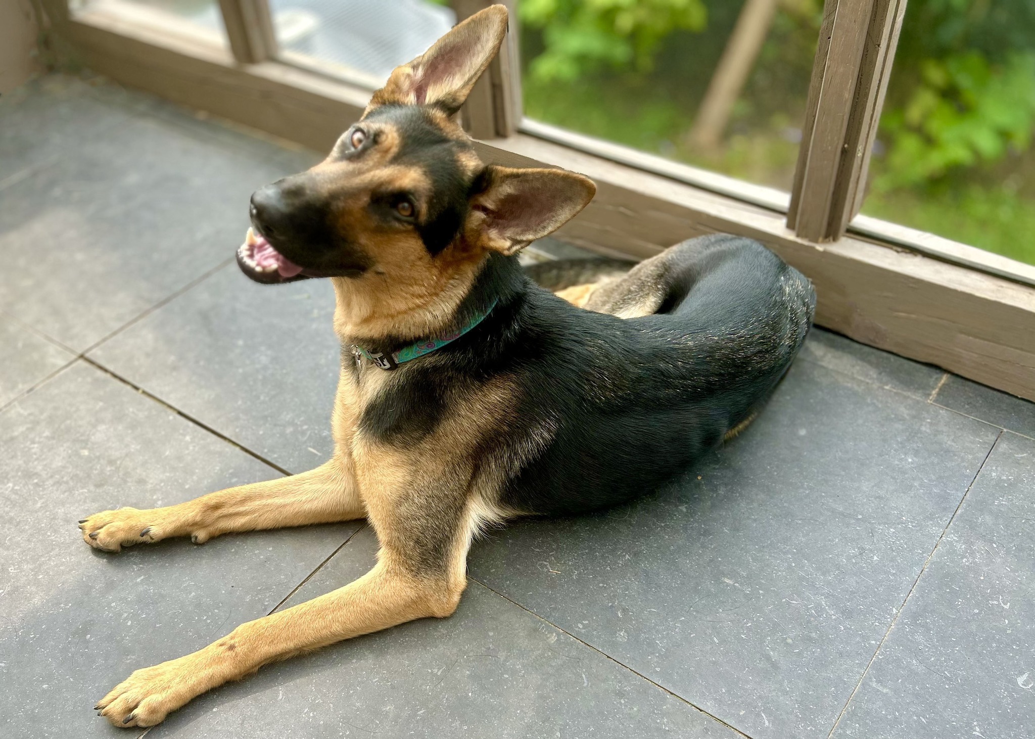 KELLY, a Adoptable German Shepherd Dog in Montreal, QC image 4/5