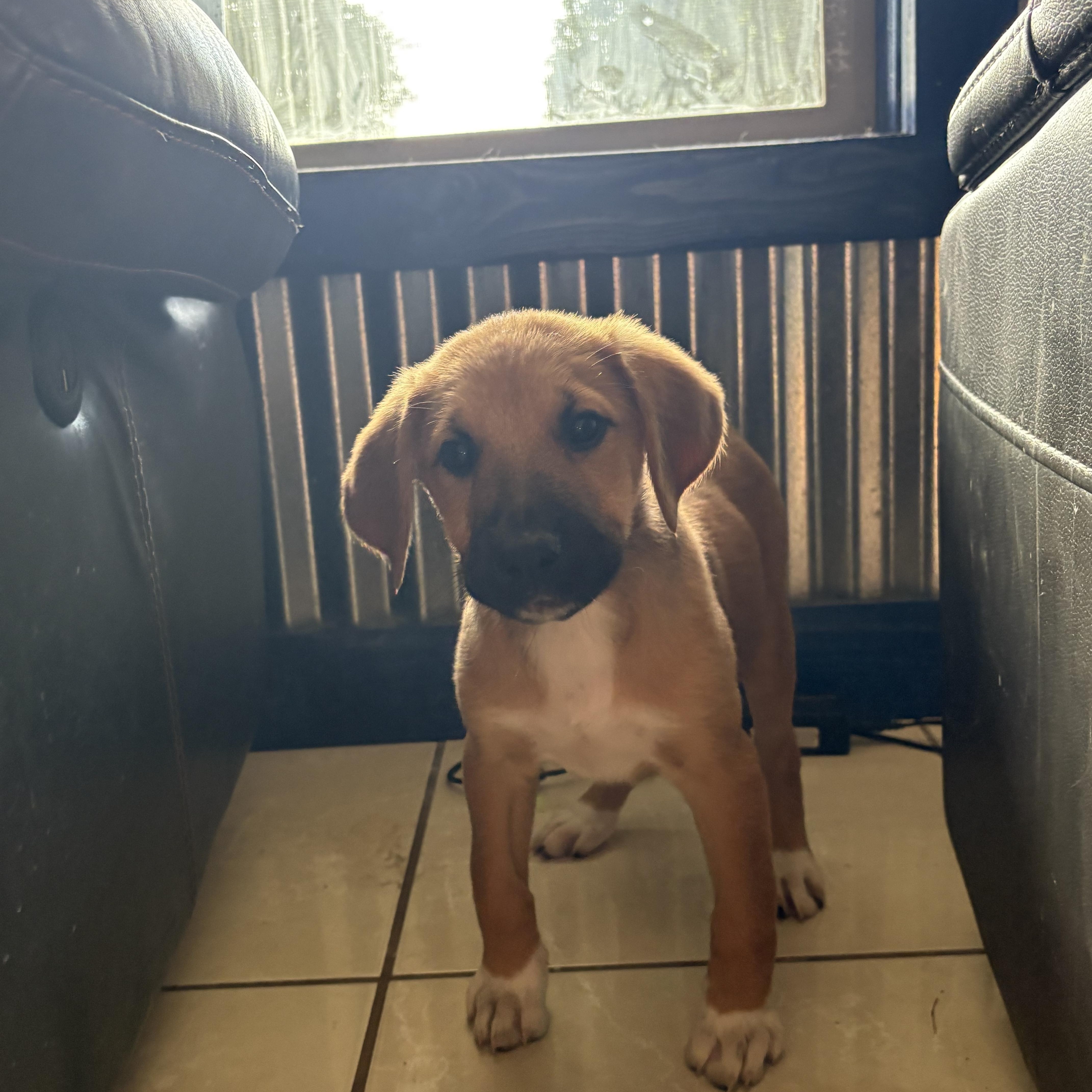 Nubs, adopted, Puppy Female Boxer.