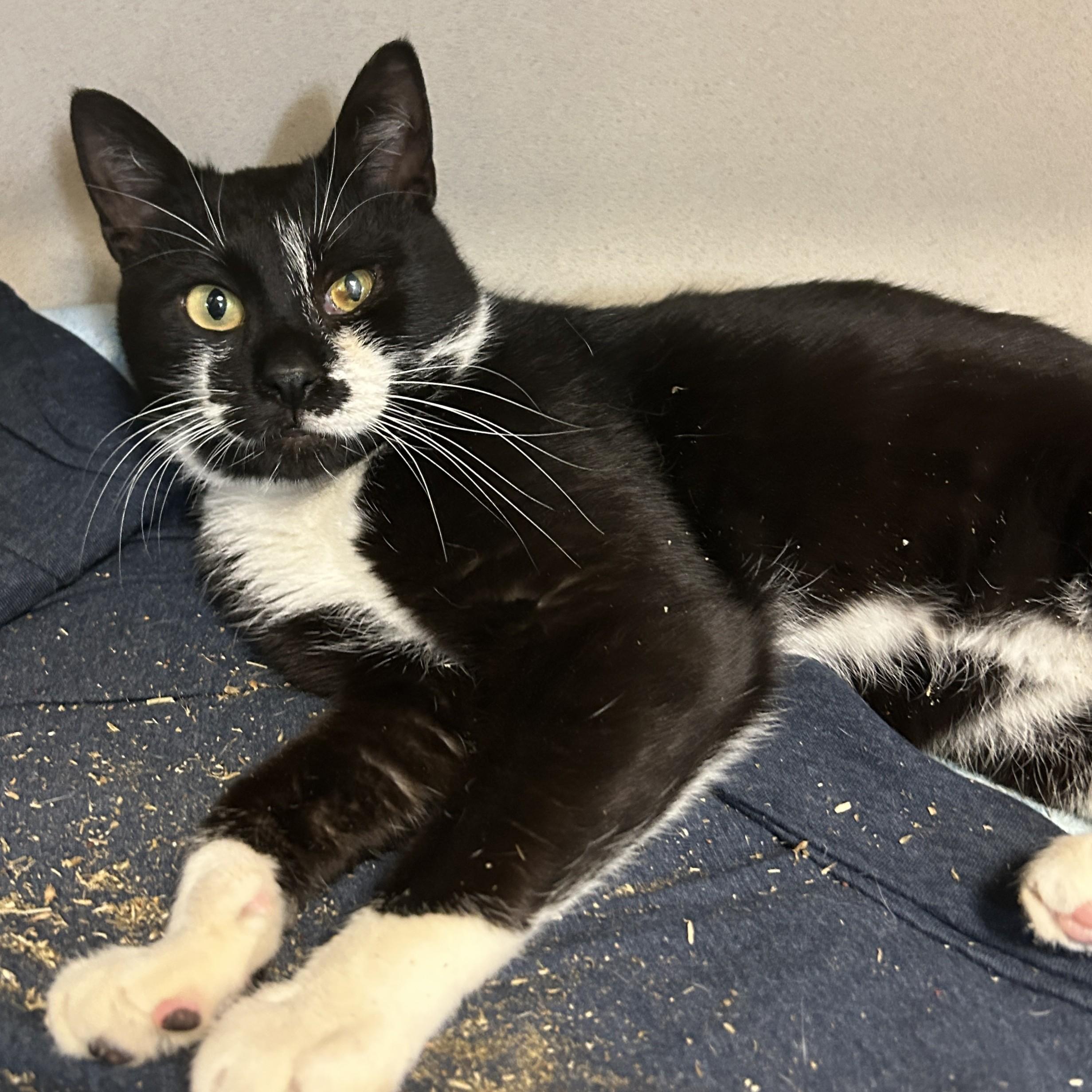 Enlarge Benji, a ADOPTABLE Domestic Short Hair in Eatontown, NJ image 3/6