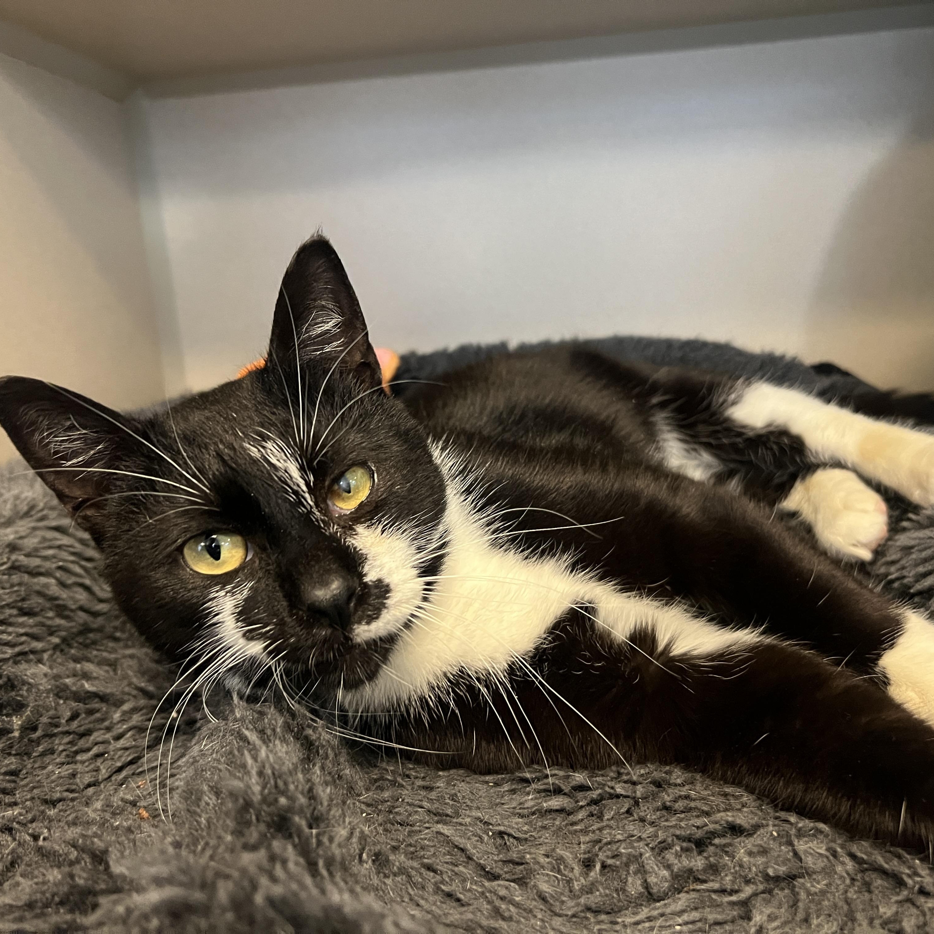 Enlarge Benji, a ADOPTABLE Domestic Short Hair in Eatontown, NJ image 5/6