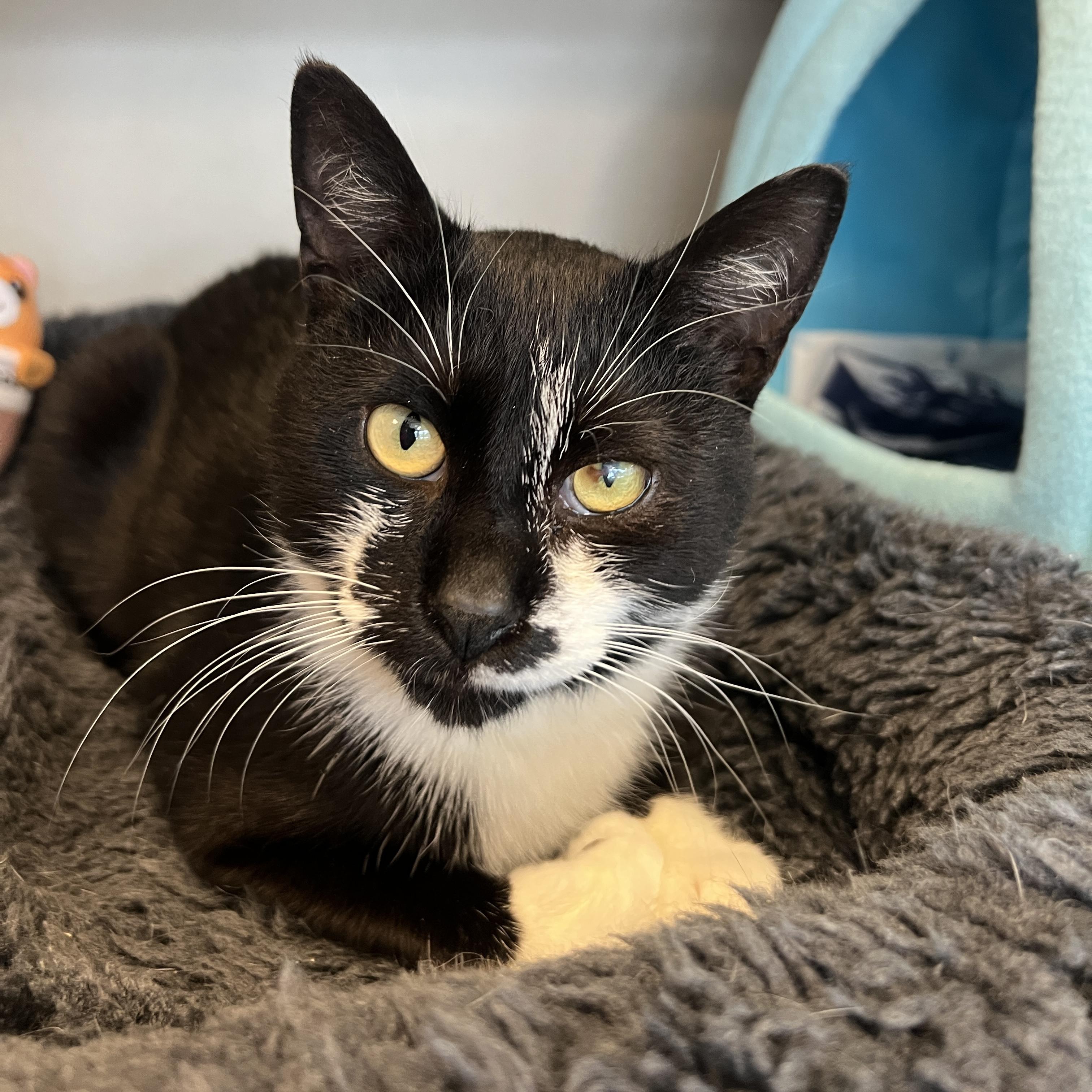 Benji, ADOPTABLE, Adult Male Domestic Short Hair.