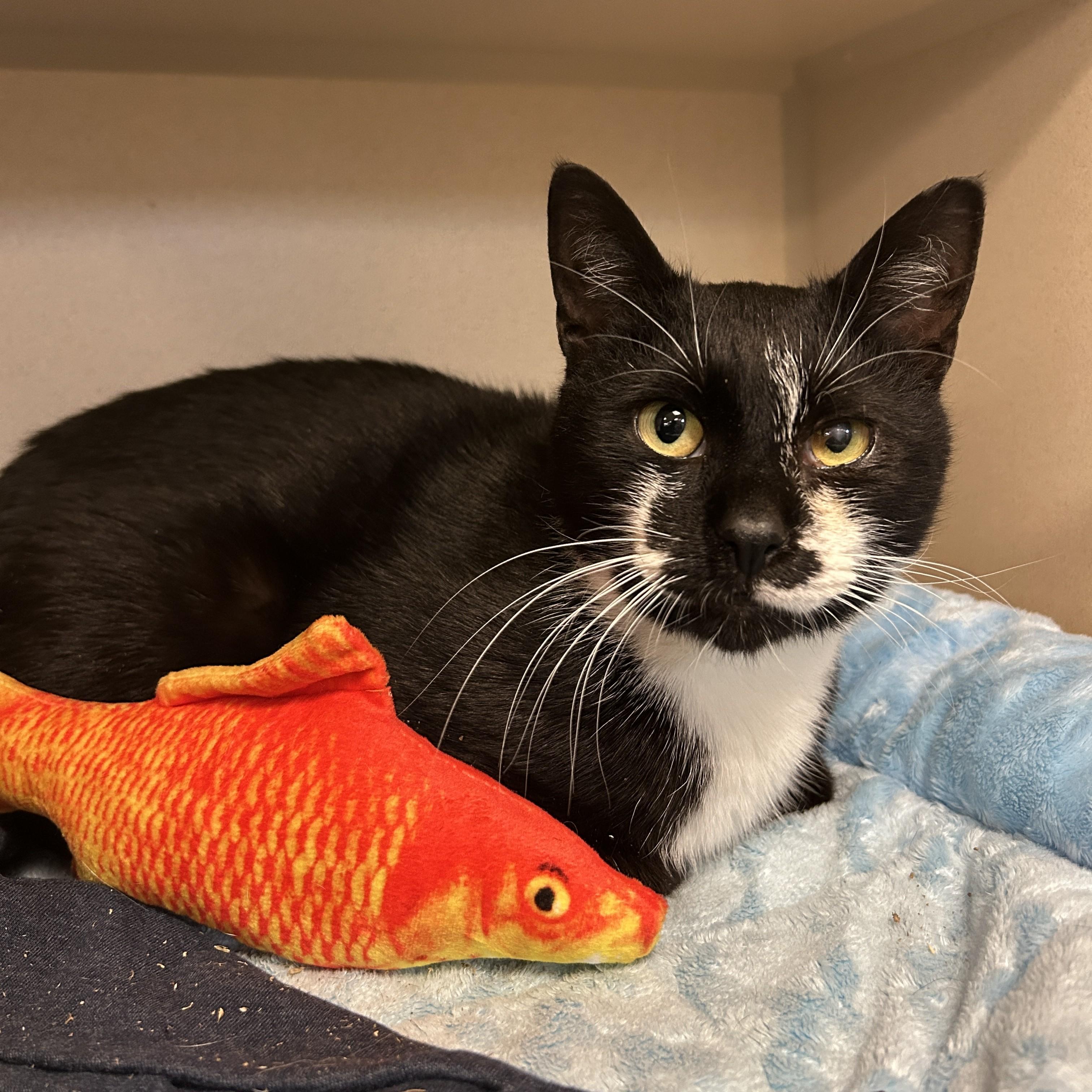 Enlarge Benji, a ADOPTABLE Domestic Short Hair in Eatontown, NJ image 2/6
