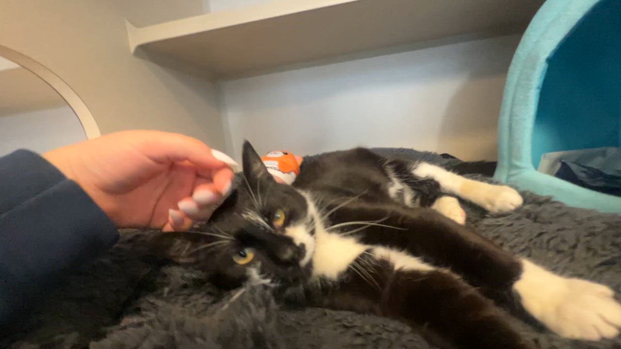 Enlarge Benji, a ADOPTABLE Domestic Short Hair in Eatontown, NJ video 4/6