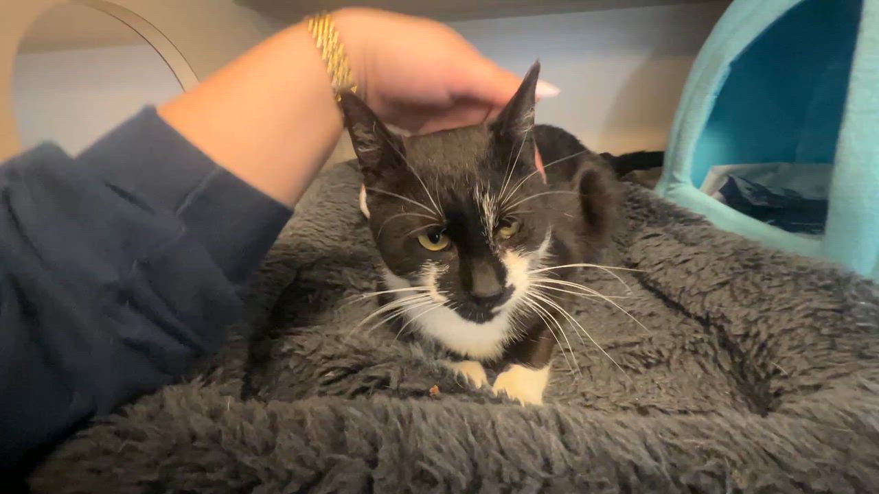 Enlarge Benji, a ADOPTABLE Domestic Short Hair in Eatontown, NJ video 6/6