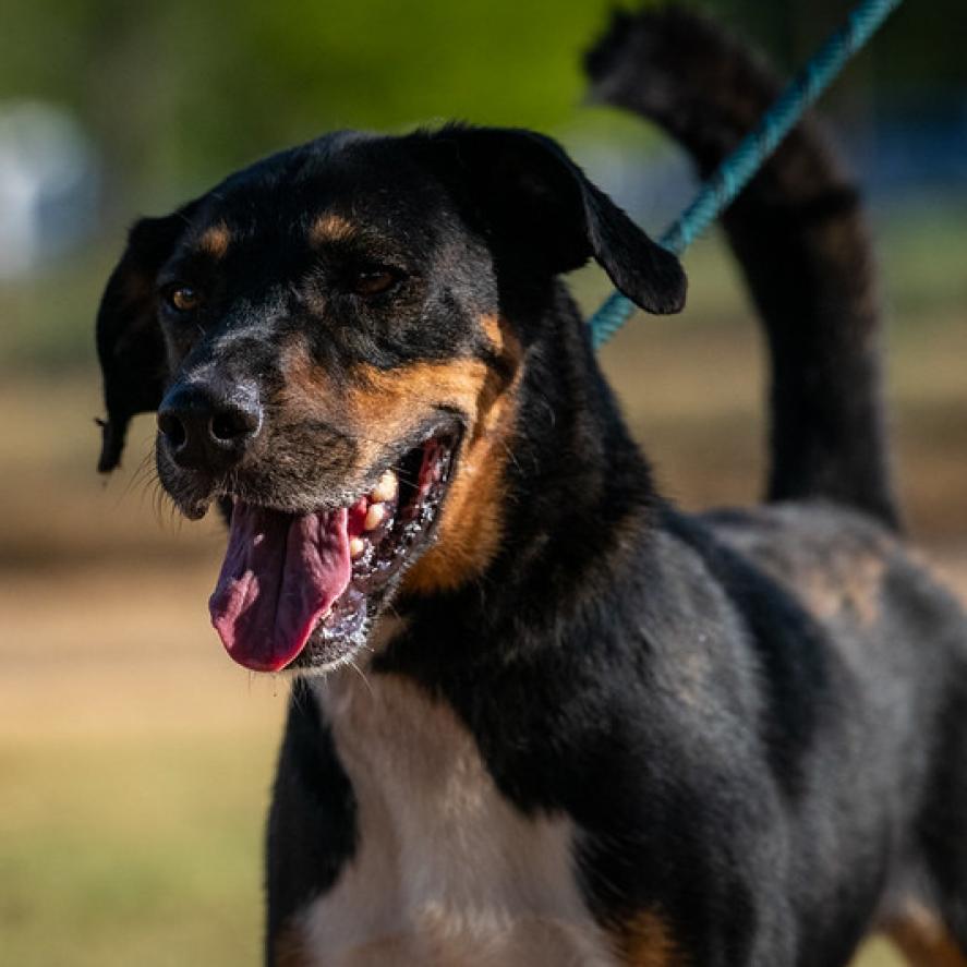 Fury JuM aka Rocky, an adoptable Doberman Pinscher, Black Labrador Retriever in Seattle, WA, 98106 | Photo Image 4