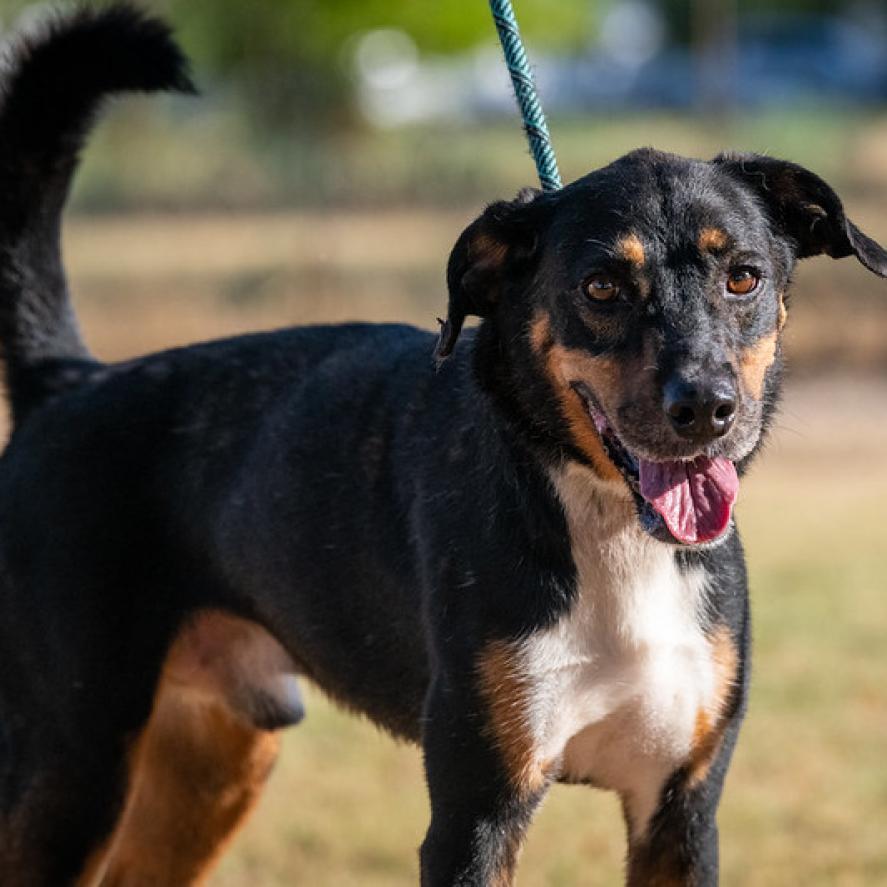 Fury JuM aka Rocky, an adoptable Doberman Pinscher, Black Labrador Retriever in Seattle, WA, 98106 | Photo Image 6