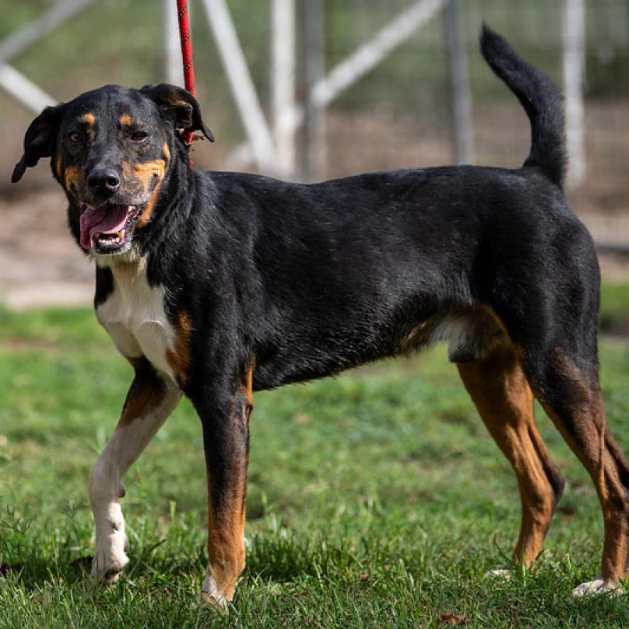 Fury JuM aka Rocky, an adoptable Doberman Pinscher, Black Labrador Retriever in Seattle, WA, 98106 | Photo Image 2
