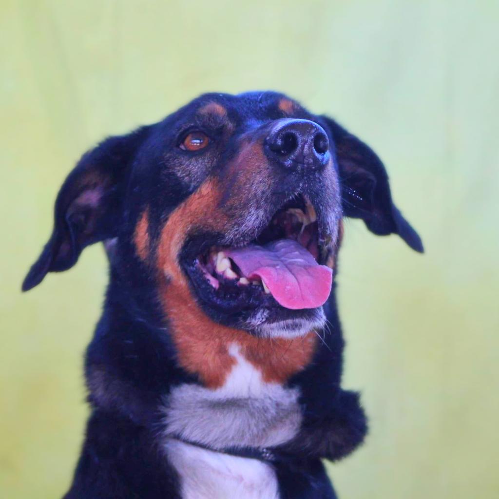 Fury JuM aka Rocky, an adoptable Doberman Pinscher, Black Labrador Retriever in Seattle, WA, 98106 | Photo Image 3