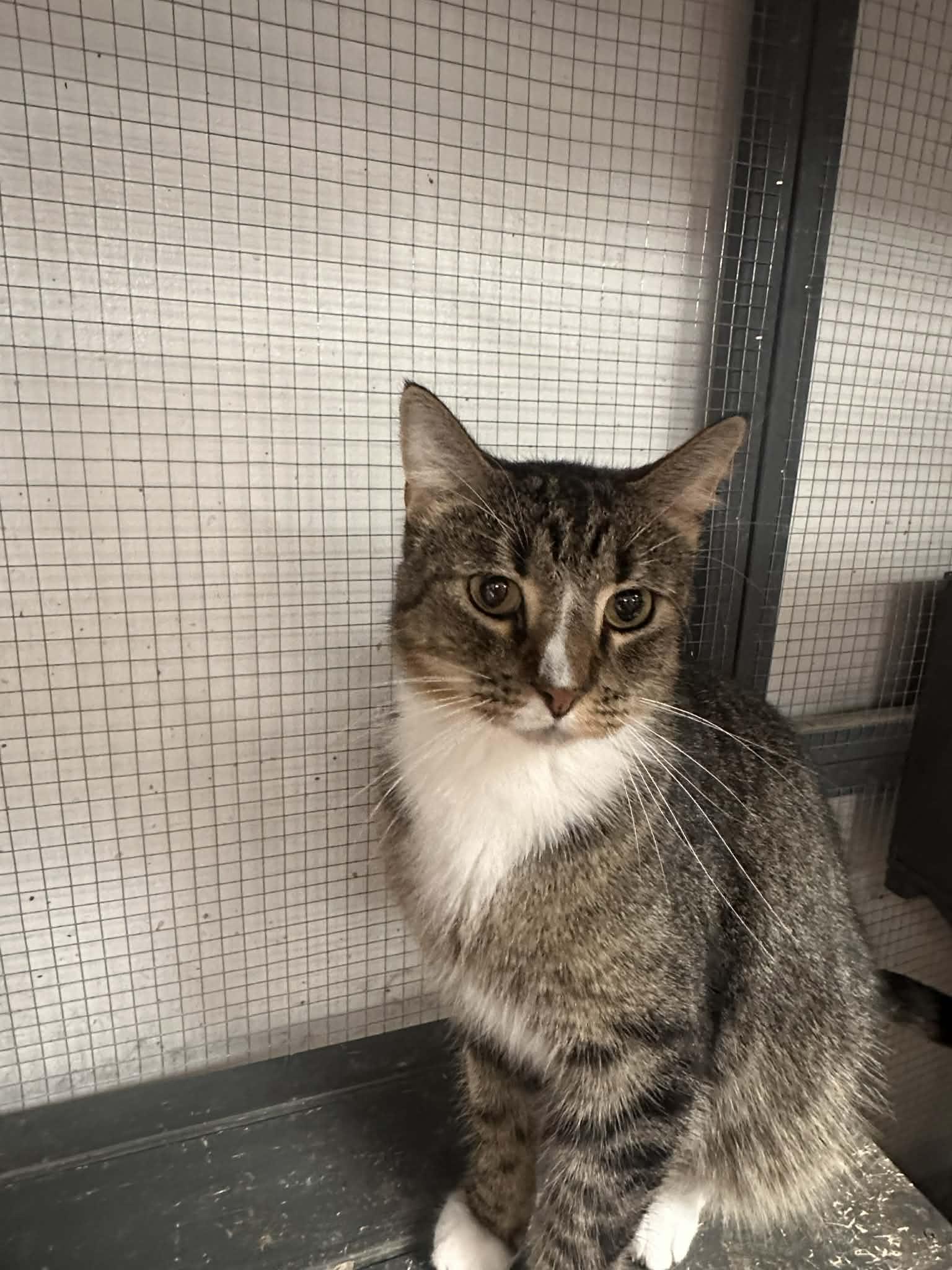 Enlarge Hannibal, a Adoptable Domestic Short Hair in St. Ann, MO image 1/1