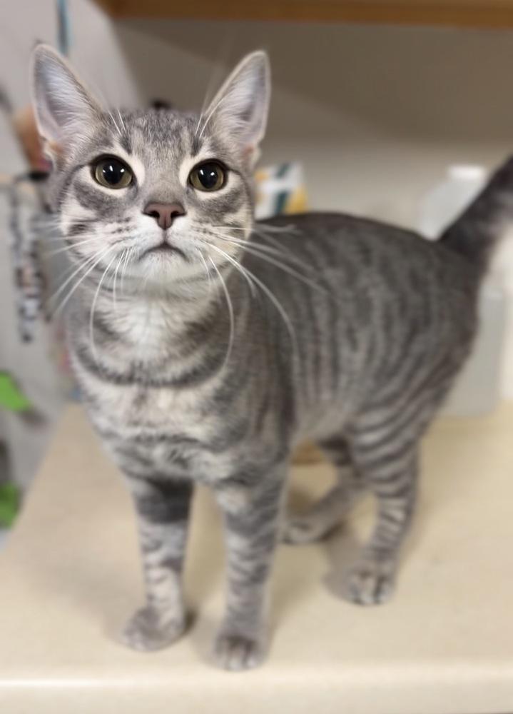 Bean, Adoptable, Adult Male Domestic Short Hair.