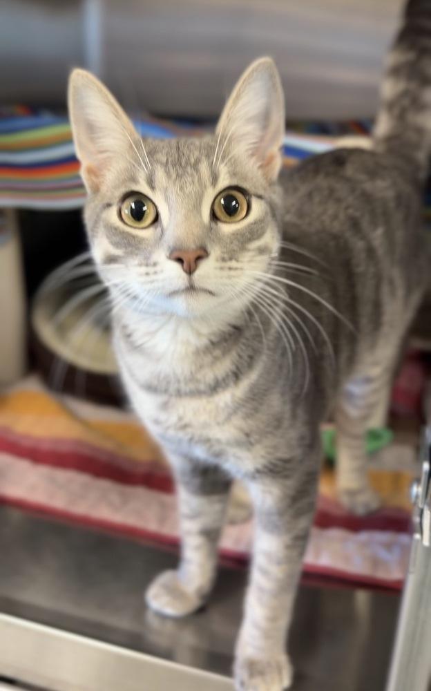 Enlarge Bean, a Adoptable mixed breed in Bemidji, MN image 2/3