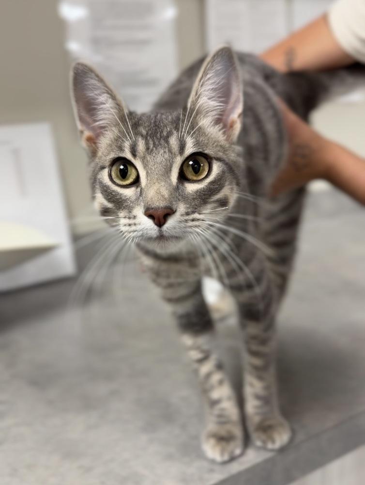 Enlarge Bean, a Adoptable mixed breed in Bemidji, MN image 3/3