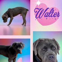 Walter, Adopted, Young Male Cane Corso.