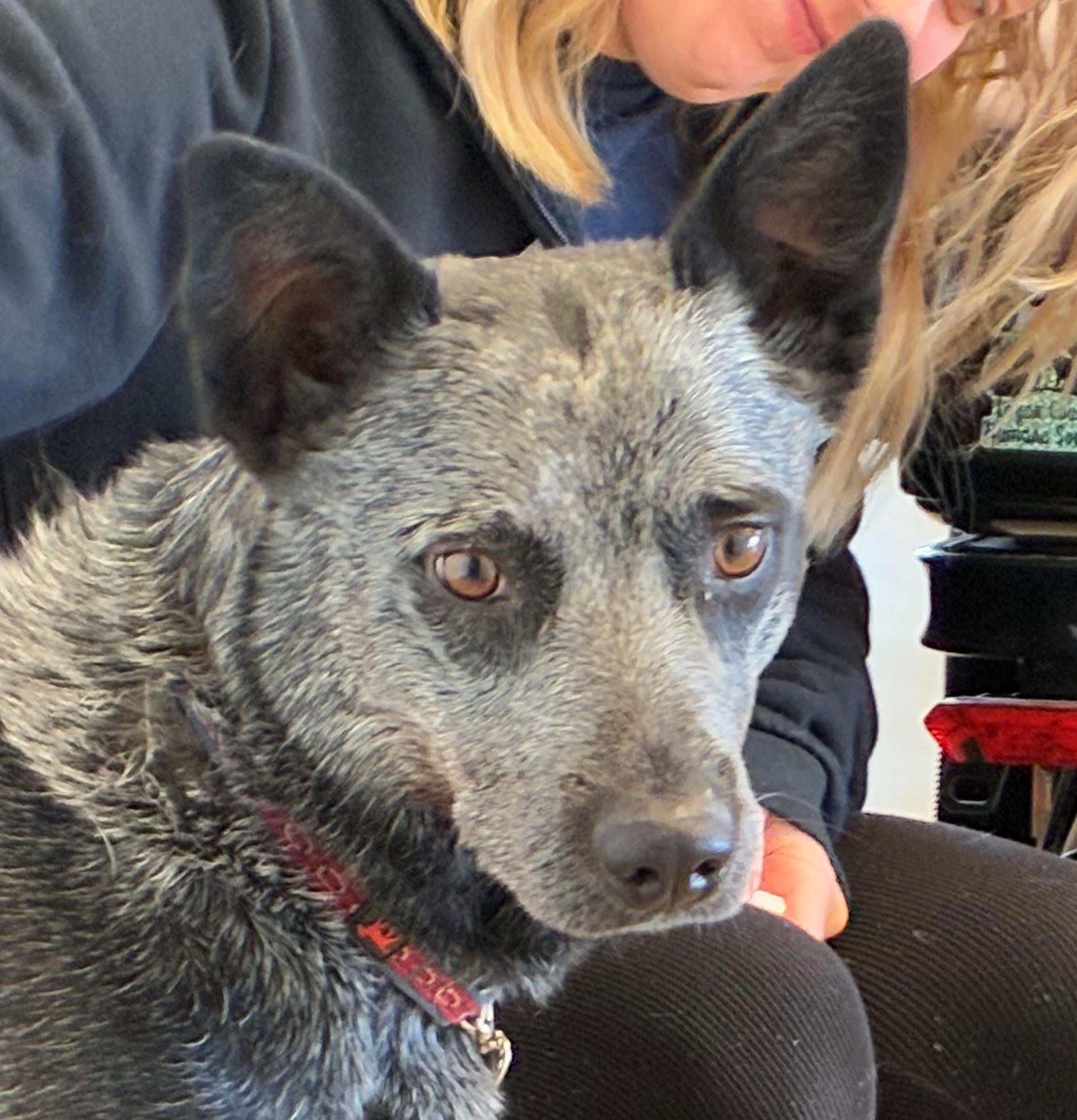 Enlarge Sydney, a Adoptable Australian Cattle Dog / Blue Heeler in Greeley, CO image 1/3