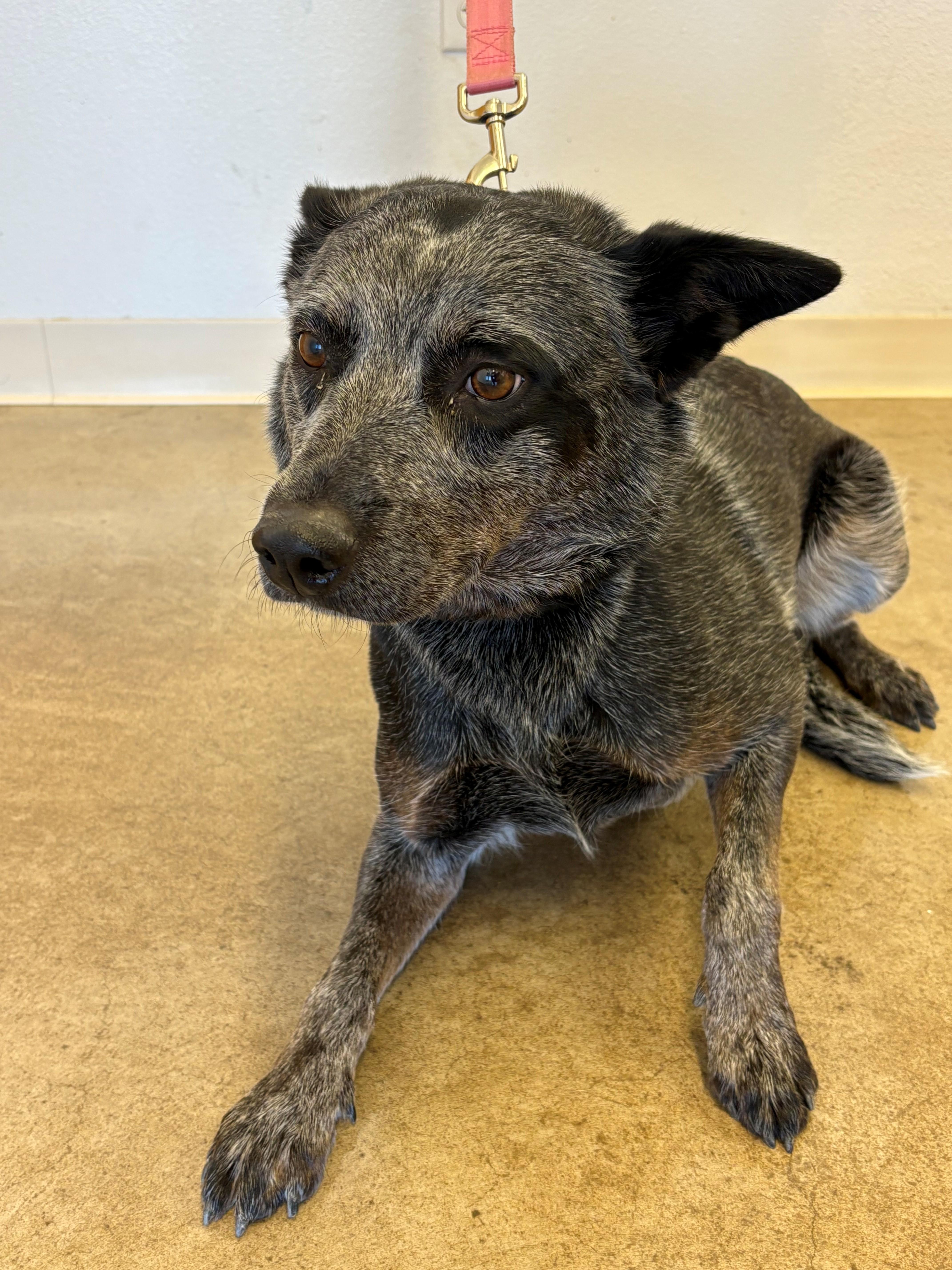 Sydney, a Adoptable Australian Cattle Dog / Blue Heeler in Greeley, CO image 1/2