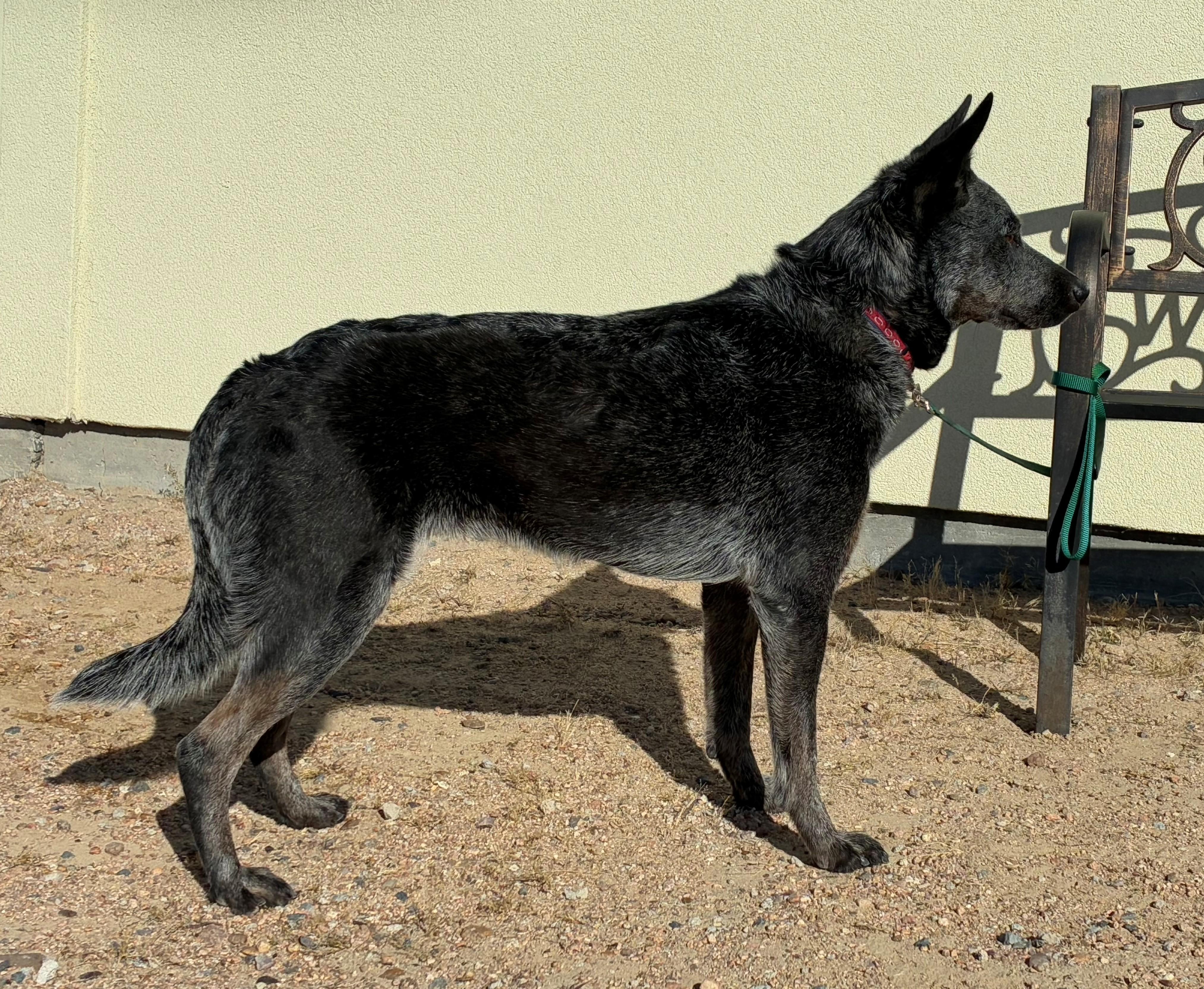 Enlarge Sydney, a Adoptable Australian Cattle Dog / Blue Heeler in Greeley, CO image 2/3
