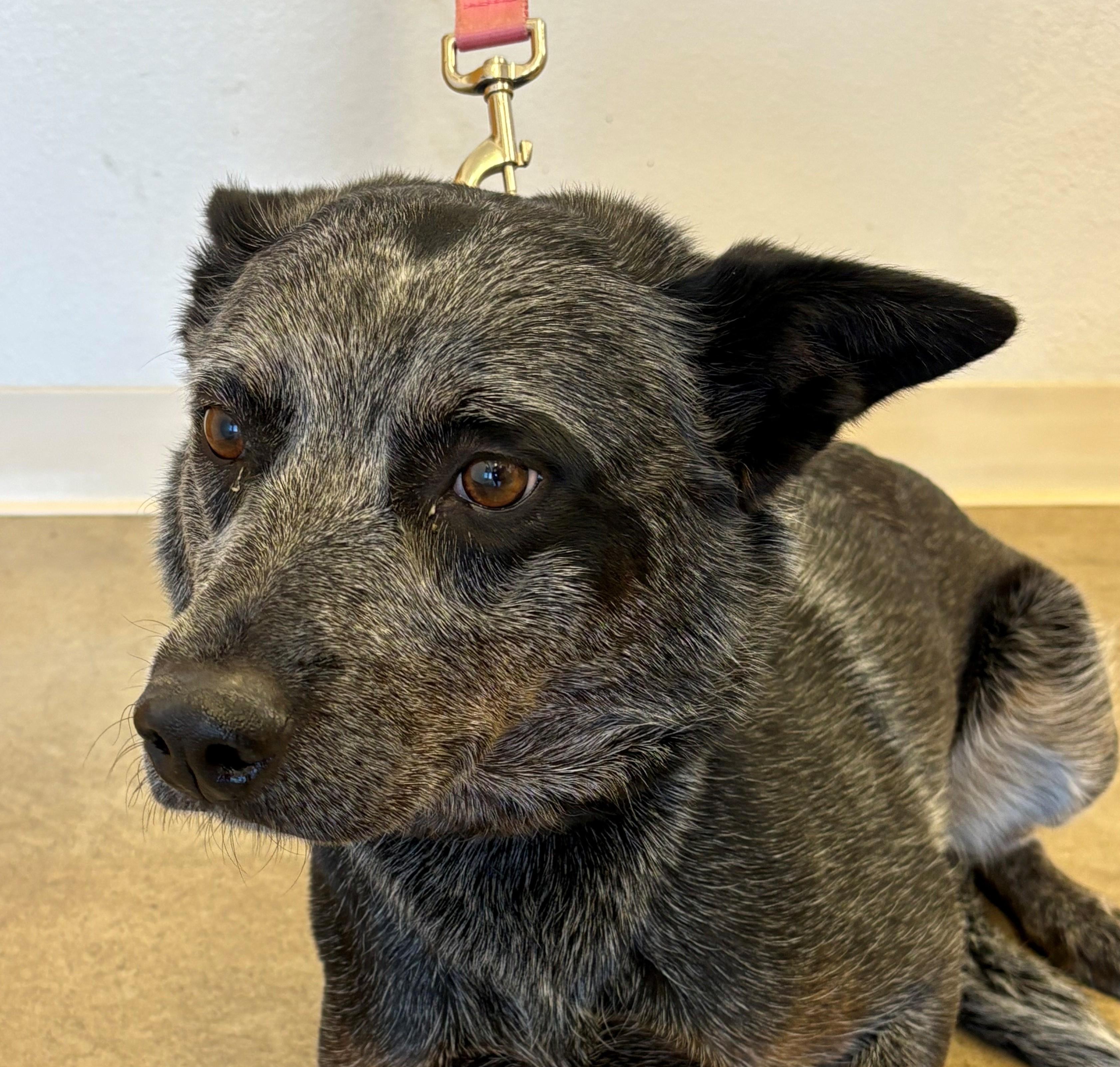 Sydney, a Adoptable Australian Cattle Dog / Blue Heeler in Greeley, CO image 2/2