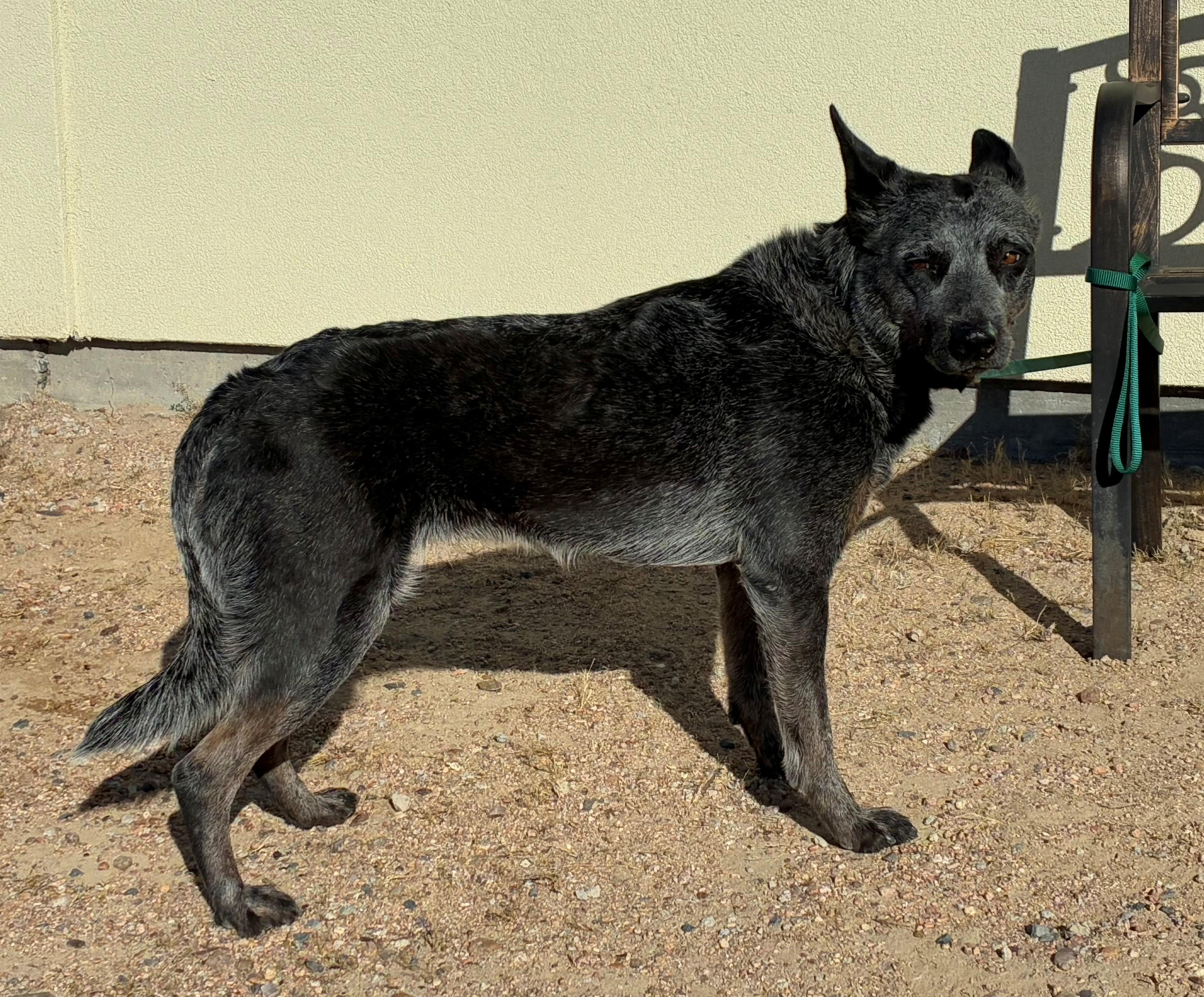 Enlarge Sydney, a Adoptable Australian Cattle Dog / Blue Heeler in Greeley, CO image 3/3